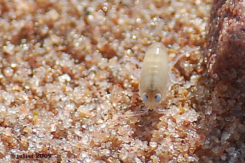 Puce de sable? (Sand flea?)