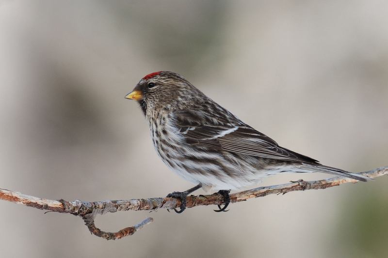 Sizerin flamm (Common redpoll)