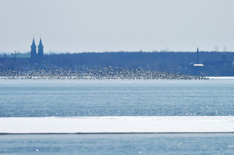 Oies des neiges (Snow geese)