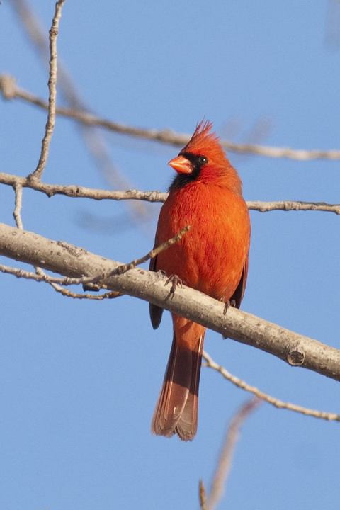 Cardinal rouge (Northern cardinal)