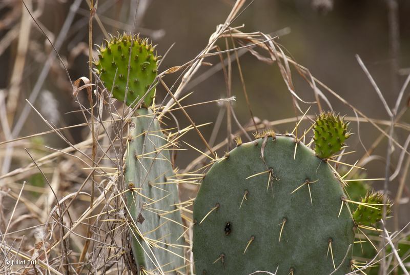 Prickly pear (Opuntia engelmannii)