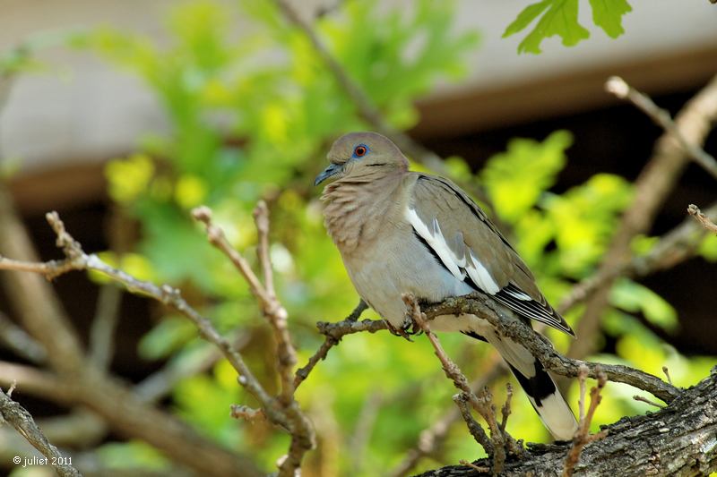 Tourterelle  ailes blanches (White-winged dove)