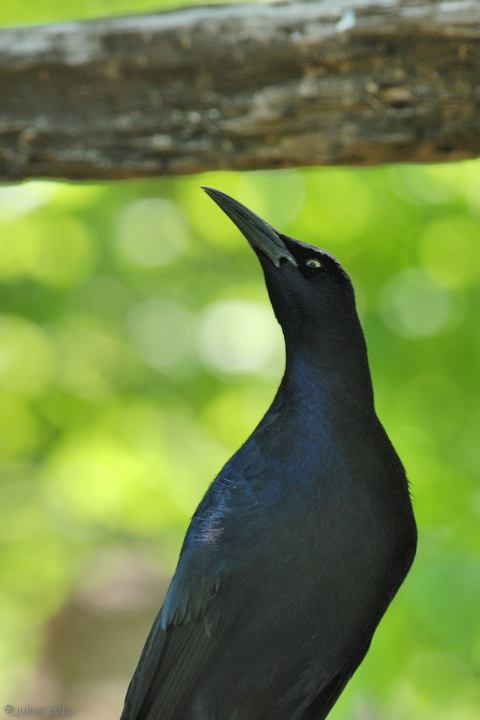 Quiscale  longue queue (Great-tailed Grackle)