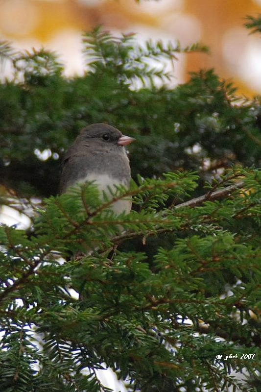 Junco ardois (Dark-eyed junco)