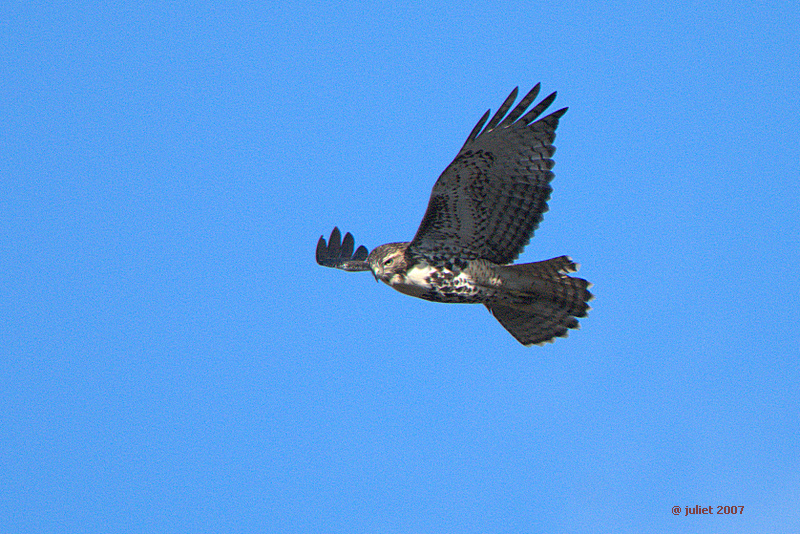 Buse  queue rousse, immature (Red-tailed hawk)