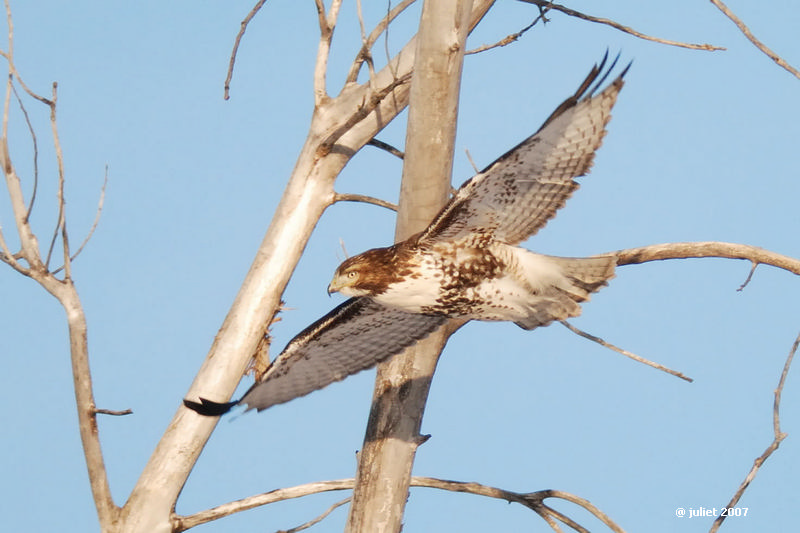 Buse  queue rousse, immature (Red-tailed hawk) 2/2