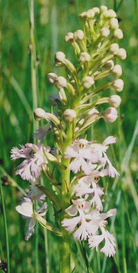 P. psycodes forma albiflora (white-flowered form) Cordroy Valley, NLfld 7/17/07