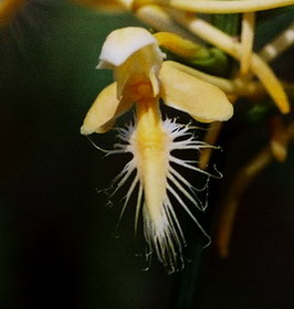 Platanthera x bicolor close-up. Hazelton, PA  8/2/09