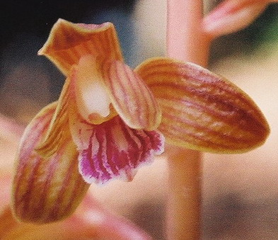 H. spicata close-up. VA  8/15/09