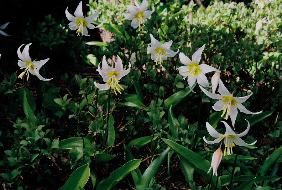 Erythronium montanum (Avalanche lily)Hurricane Ridge Trail, Olympic Natl Park WA 7/23/11