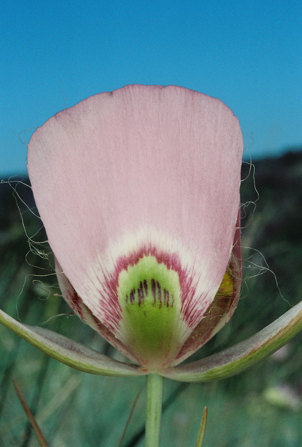 Calochortus nitidus (broad-fruit mariposa) Wapshilla Ridge Hells Canyon, Idaho. 7/28/11