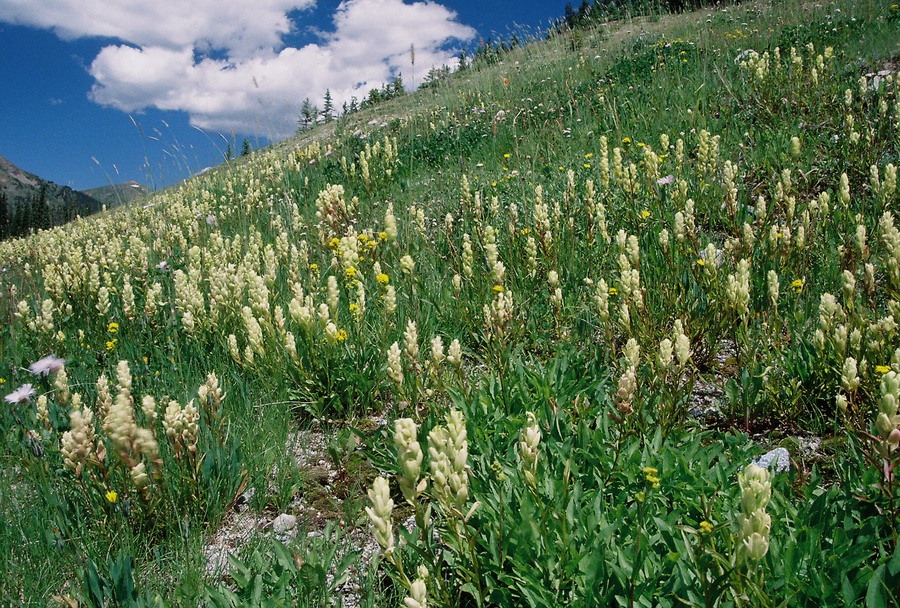 The creamy-white hillside: Castilleja sulphurea, Copper Mt. CO 8/6/11