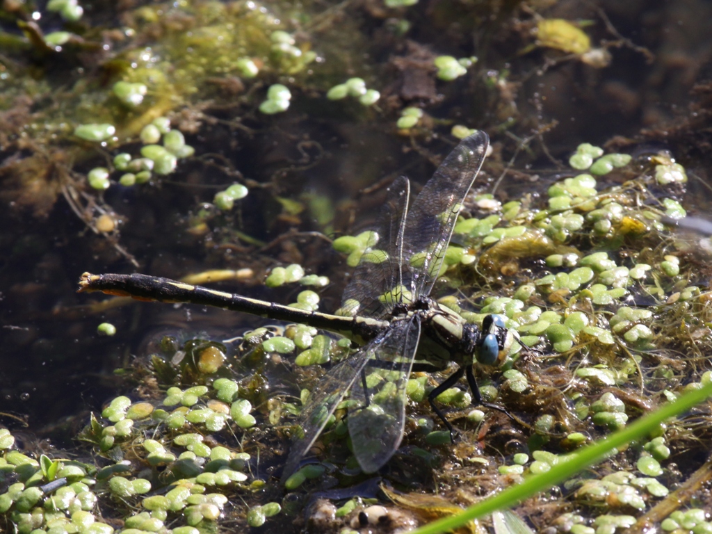 Lilypad Clubtail (Male)
