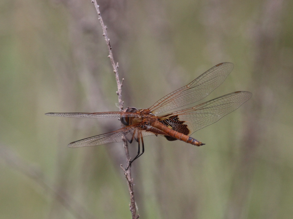 Red Saddlebags (Juvenile Male)