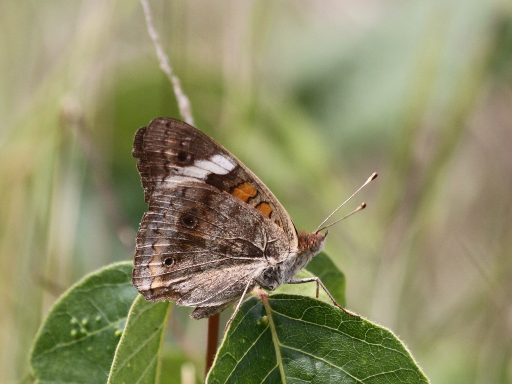 Common Buckeye