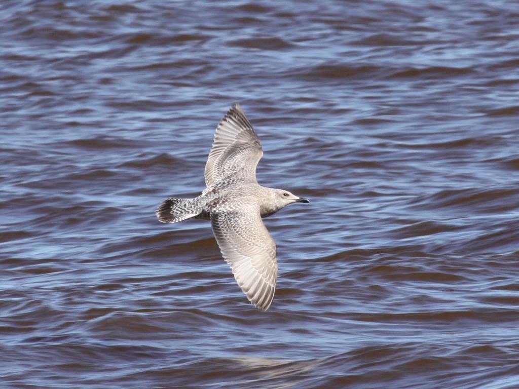 Thayers Gull (First Year)