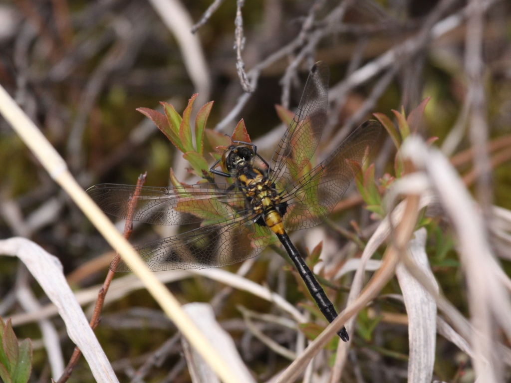 Crimson-ringed Whiteface (Juvenile Male)