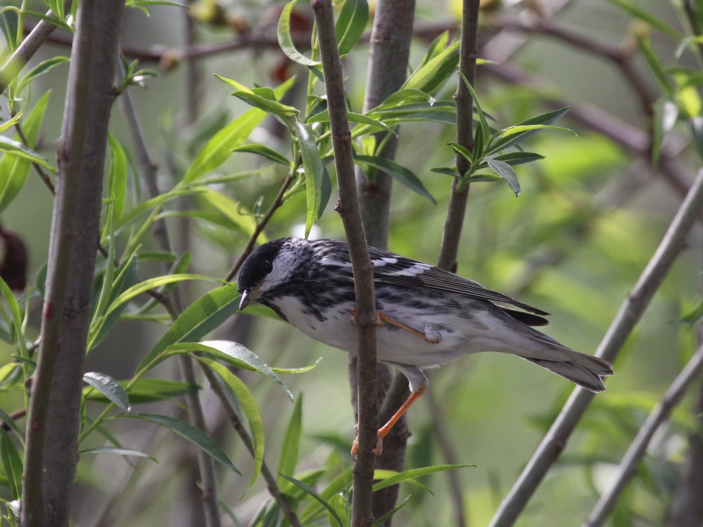 Blackpoll Warbler