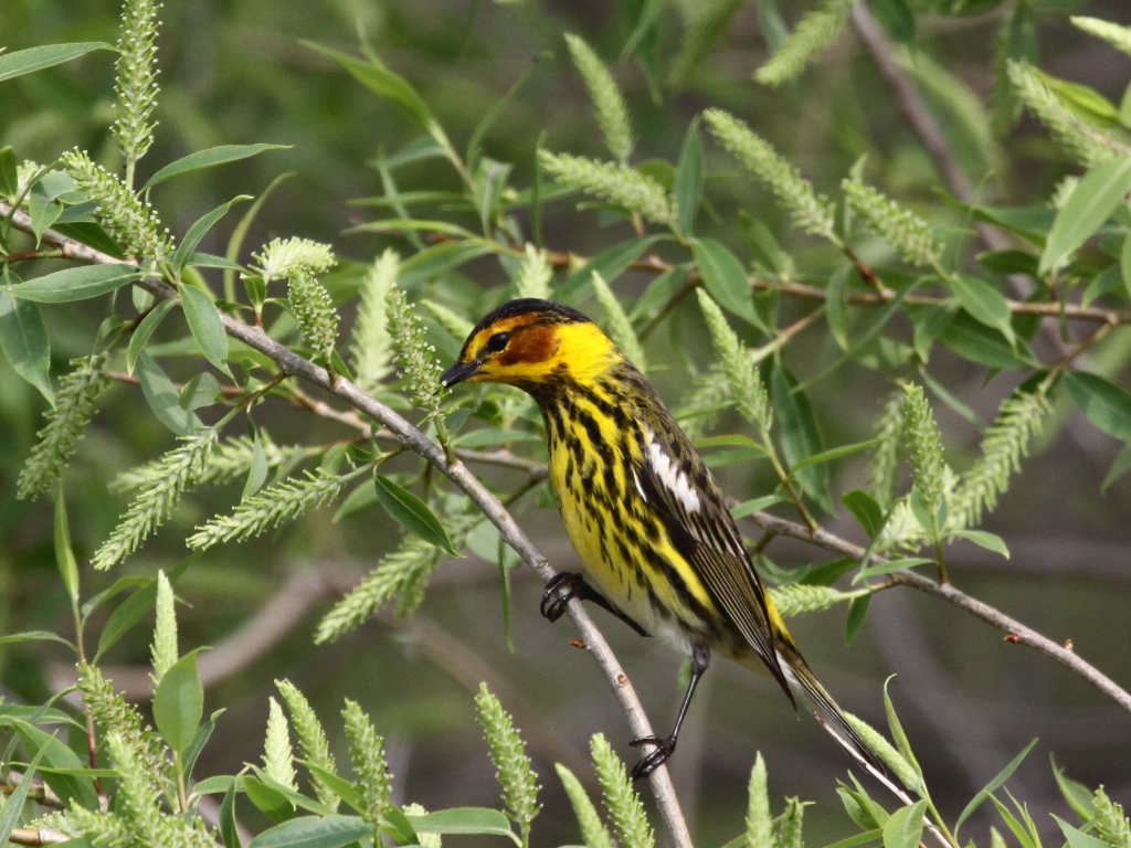Cape May Warbler