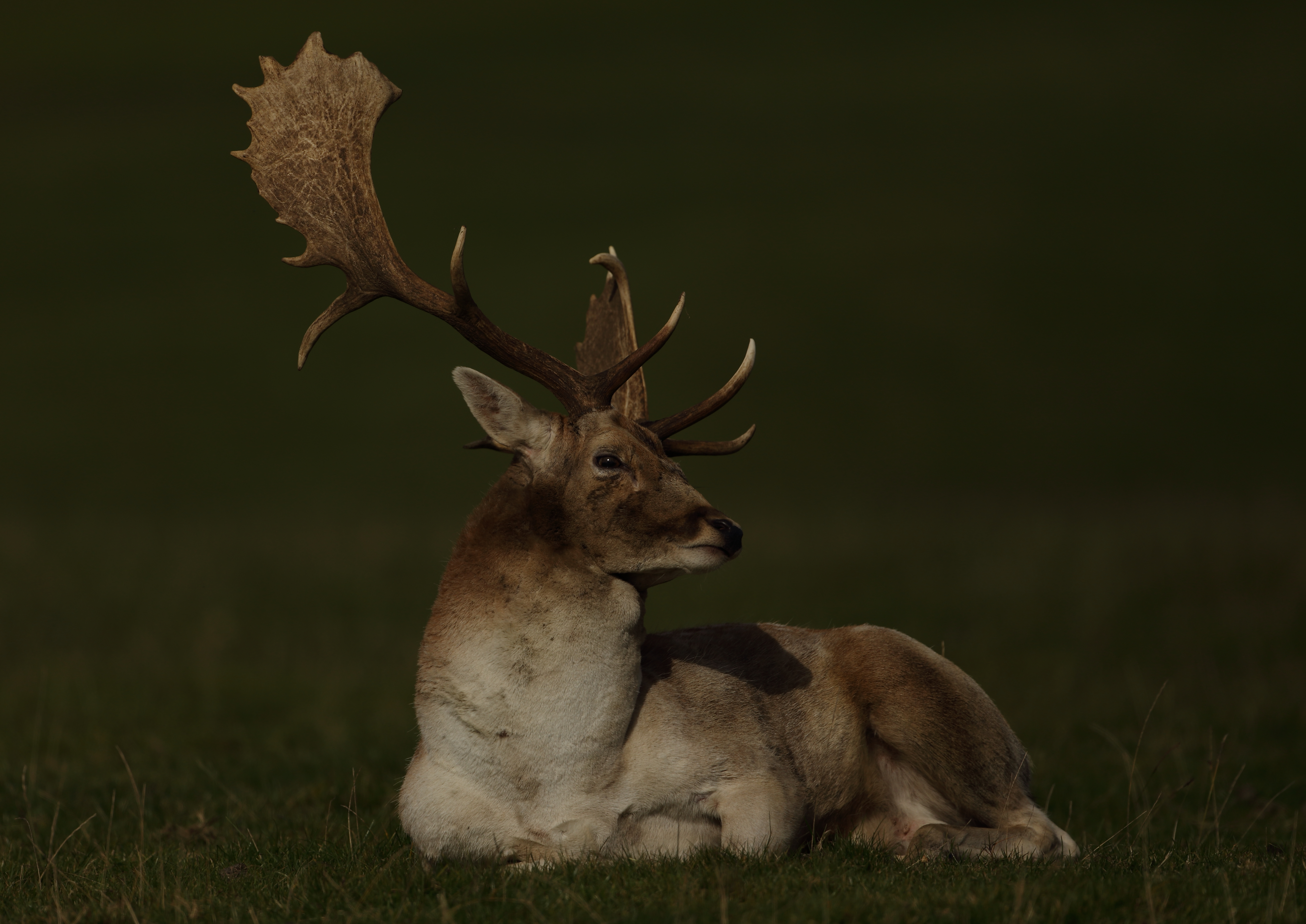 Fallow Deer     England