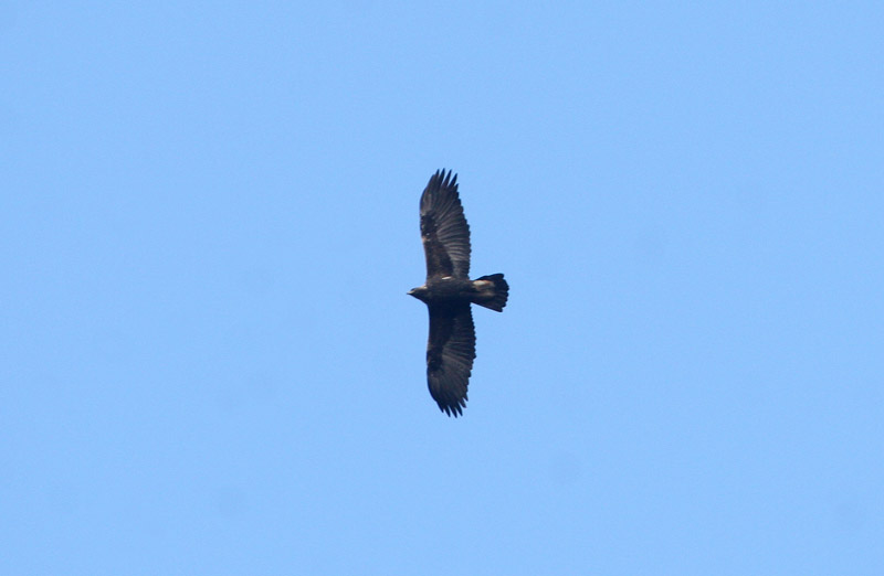 Aigle royal, Tadoussac