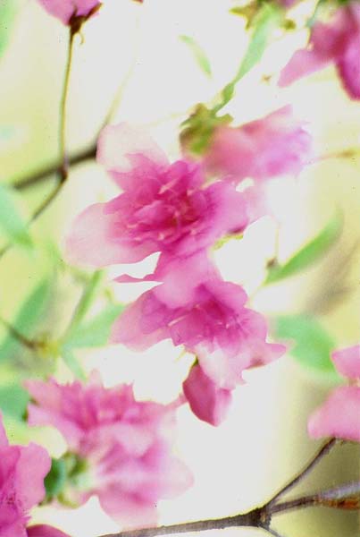 pastel blossoms.jpg