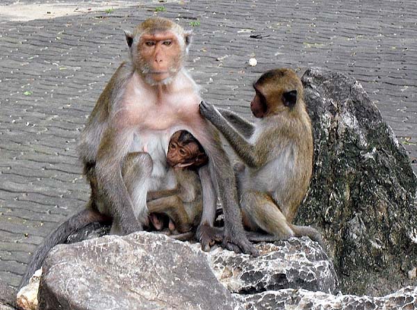 prachuap monkeys.jpg
