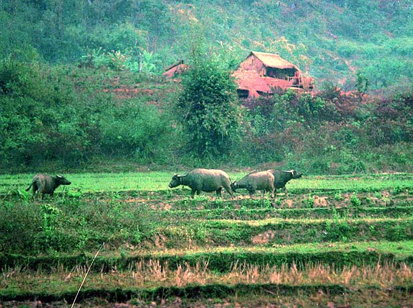 fields and buffalos.jpg