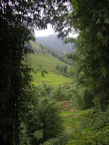 bamboo and terraces.jpg