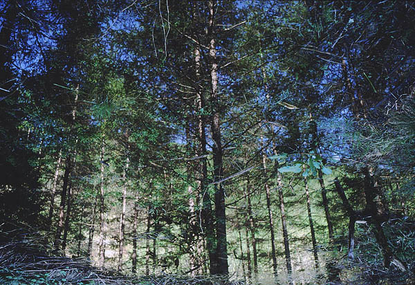 reflection of woods.jpg