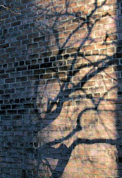 trees shadows bricks.jpg