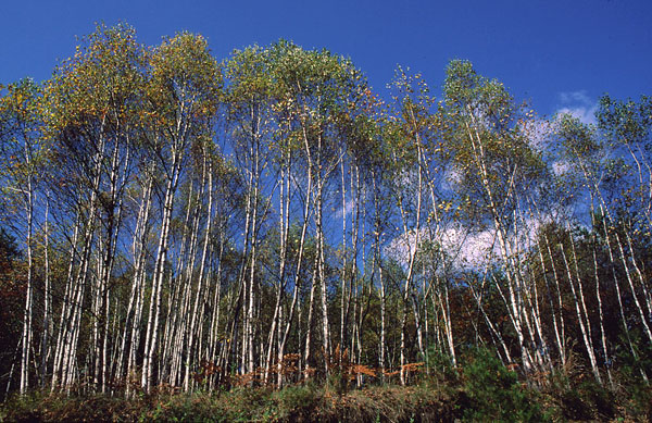 kaida trees.jpg