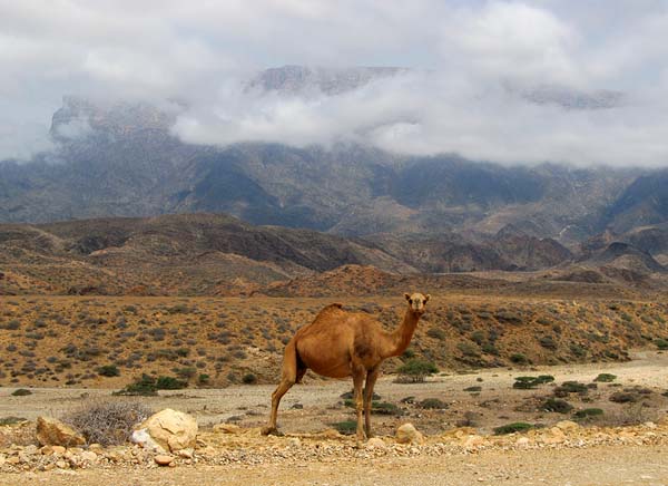 camel mountains clouds.jpg