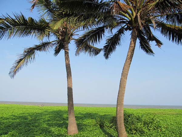 palms and greens.jpg