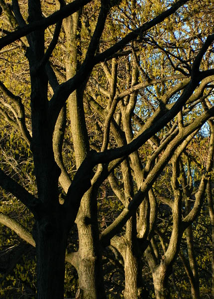 trunks and branches.jpg