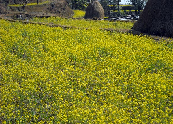 mustard field.jpg