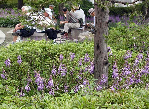 pagoda park.jpg