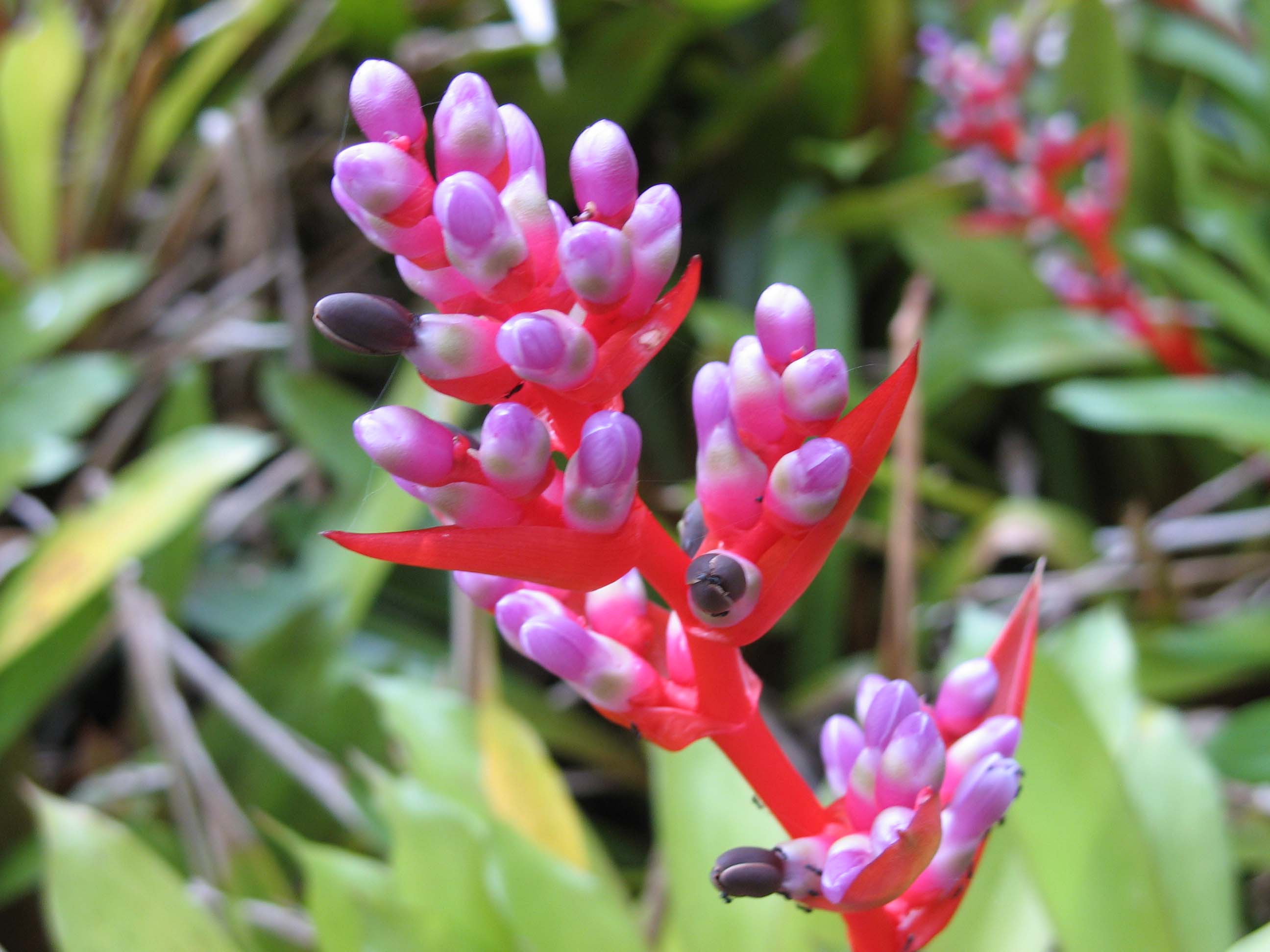 Purple ginger flowers - World Botanical Gardens