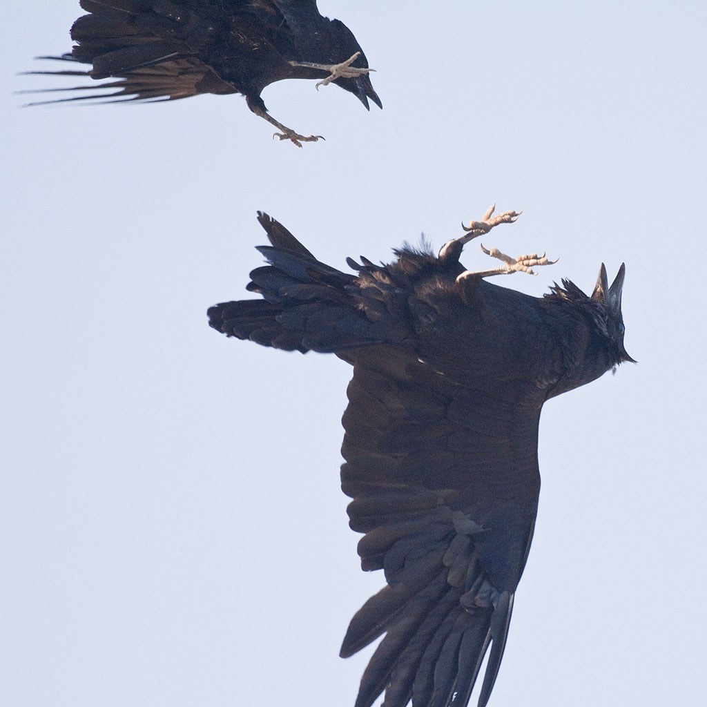 Crow and raven interaction 2010 June 5