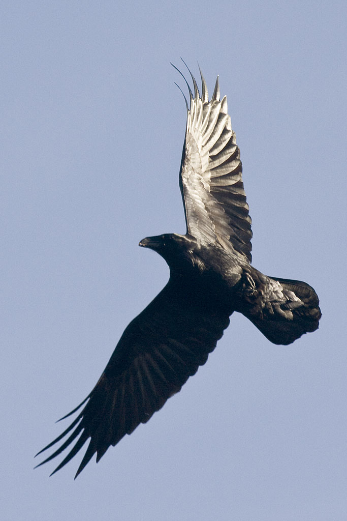 Almost vertical in flight
