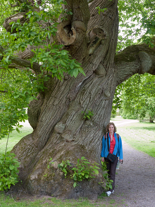 Blarney Castle grounds