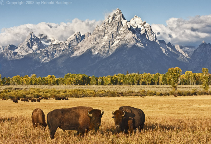 Bison on the Plain