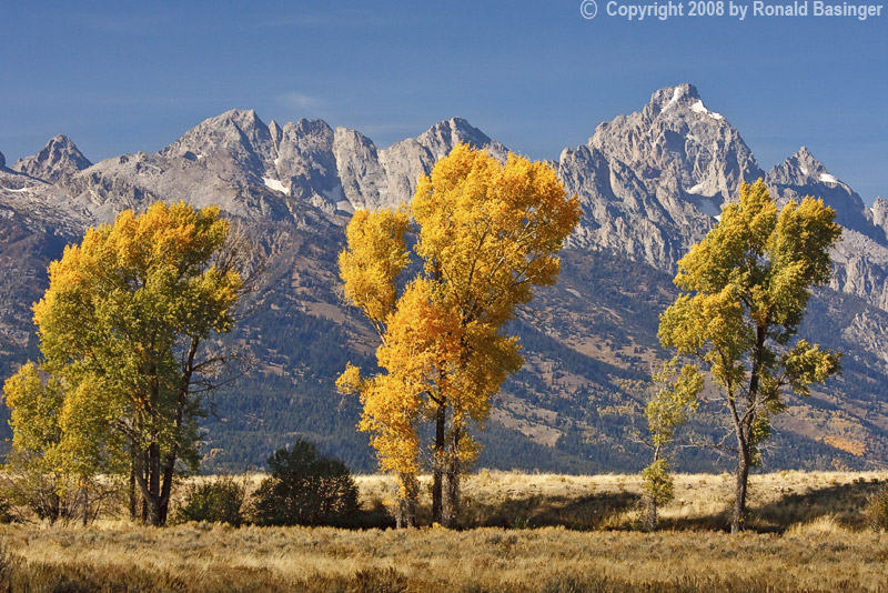 Three Trees