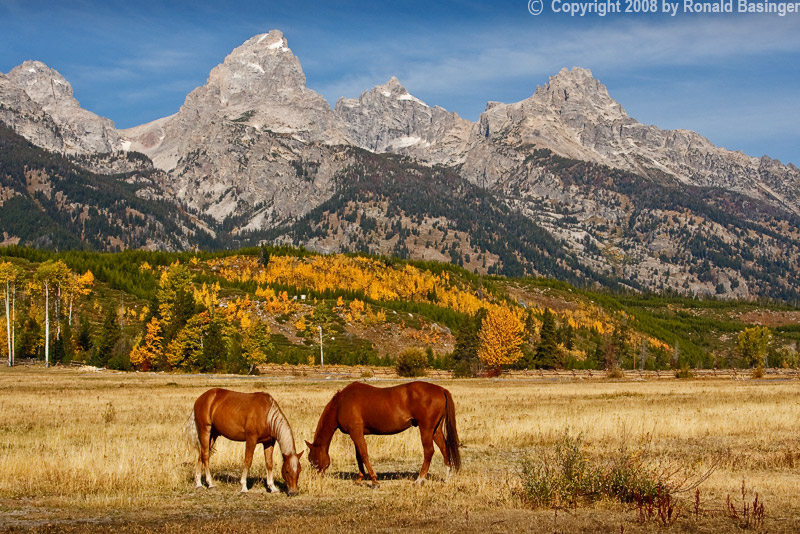 Grazing in the Tetons