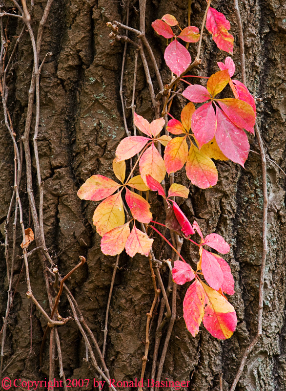 Growing on a Tree