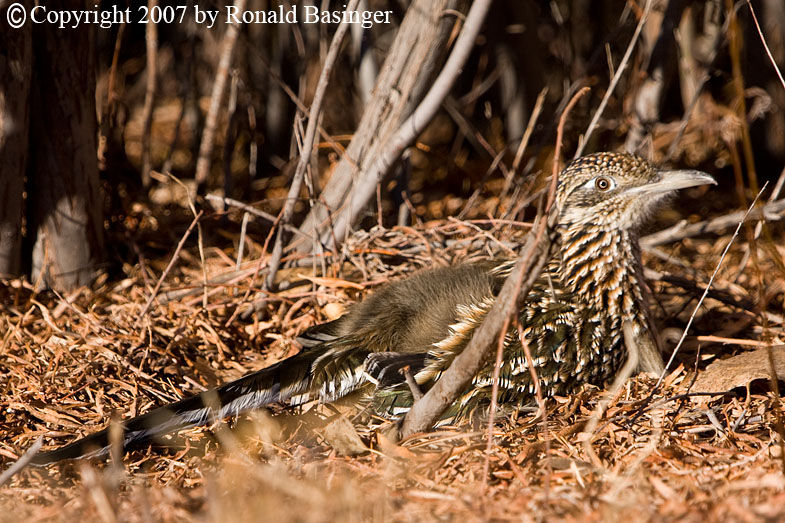 Road Runner Trying to Hide