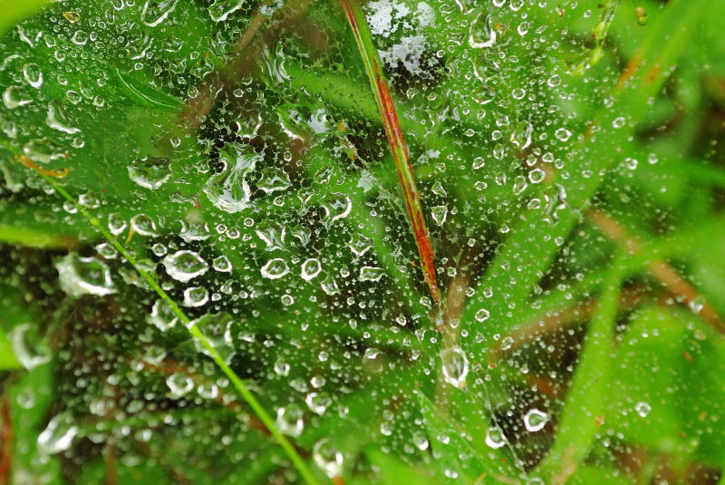 Macros w/ my Nikon D60, 4-28-2009 (#5)