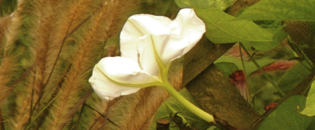 Moonflower 859.jpg