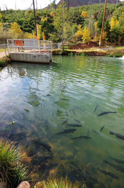 Tonto Creek Fish Hatchery