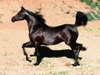 horse-avatar.jpg
